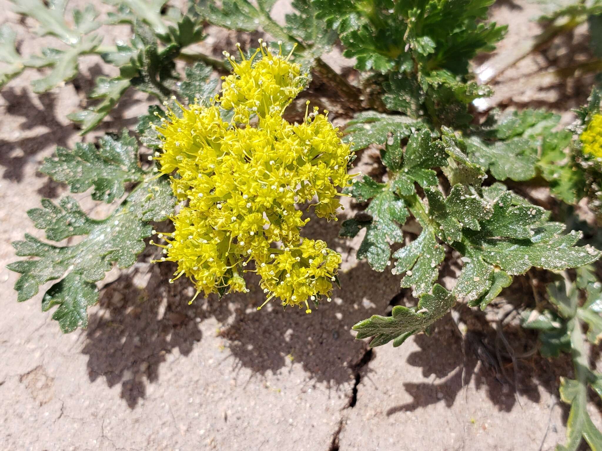 Image of plains springparsley