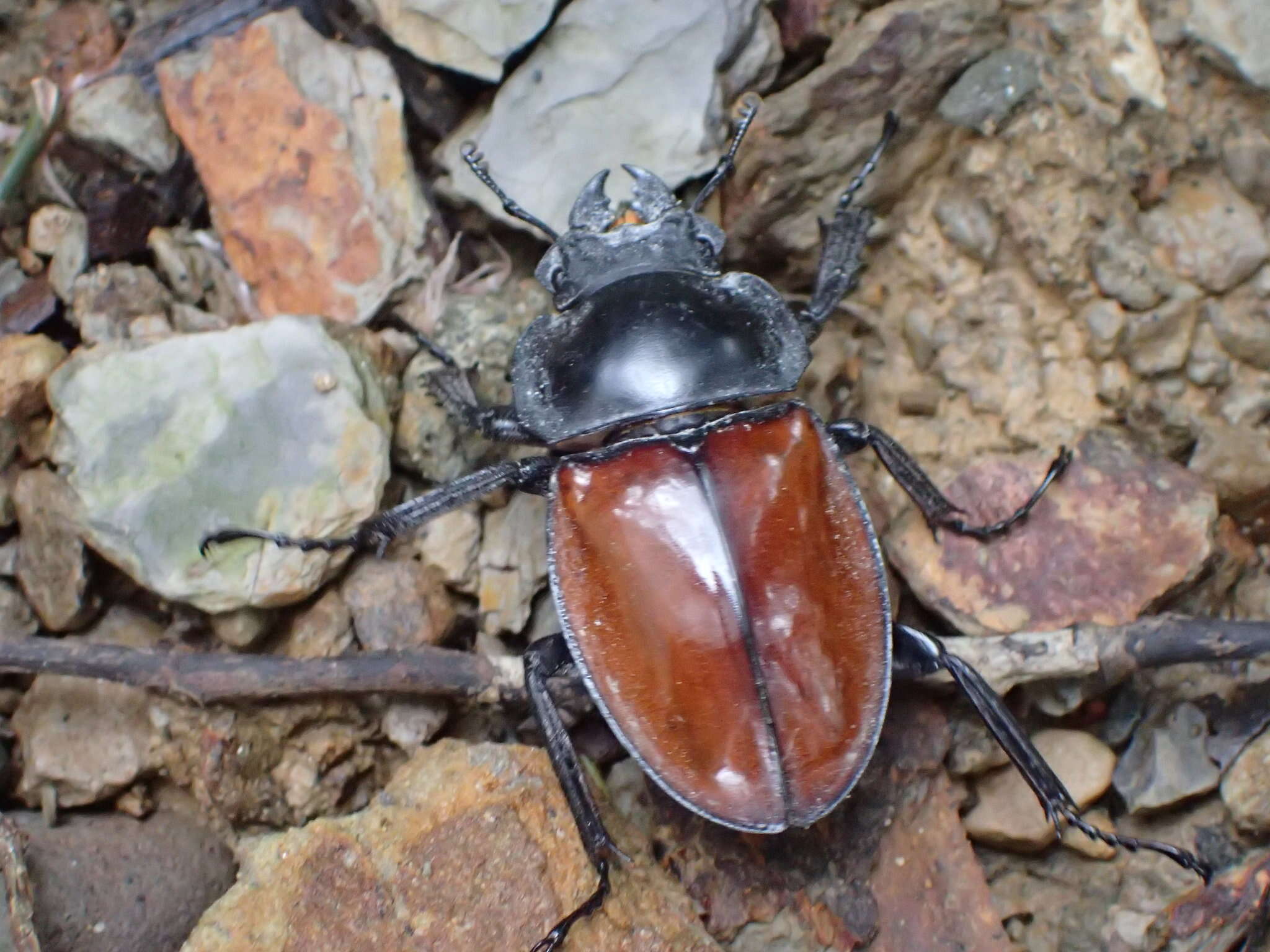 Image of Neolucanus swinhoei Bates 1866