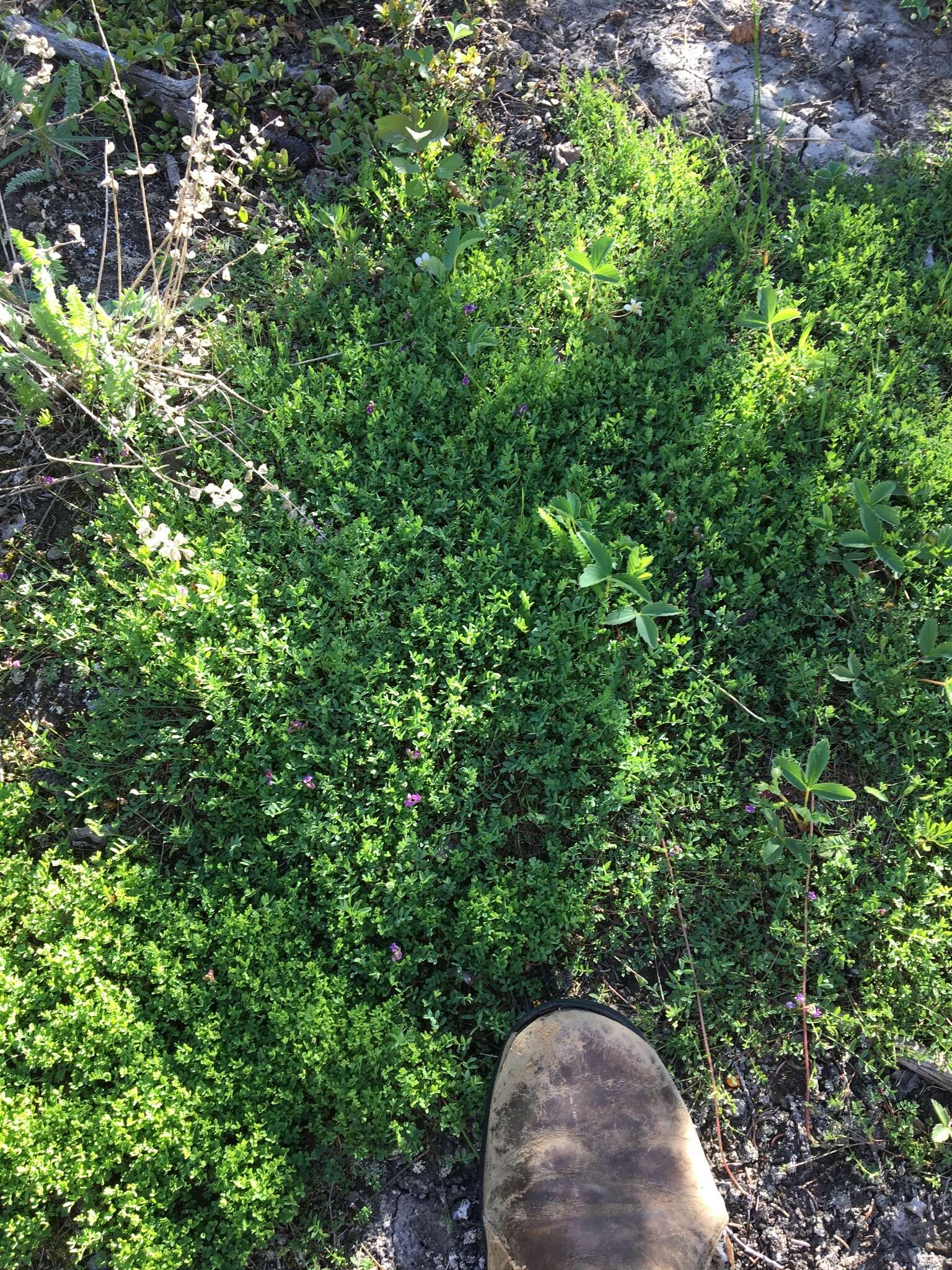 Image of Bodin's Milk-Vetch