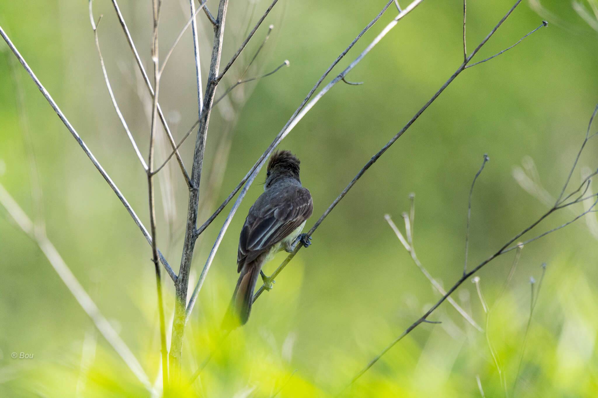 صورة Myiarchus tyrannulus (Müller & Pls 1776)