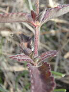 Image de Teucrium chamaedrys subsp. nuchense (K. Koch) Rech. fil.