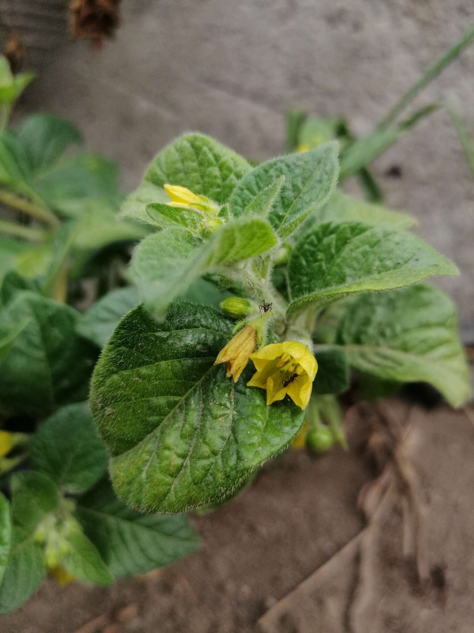 Image of Capsicum rhomboideum (Dun.) Kuntze