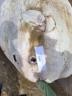 Image of Bumphead sunfish