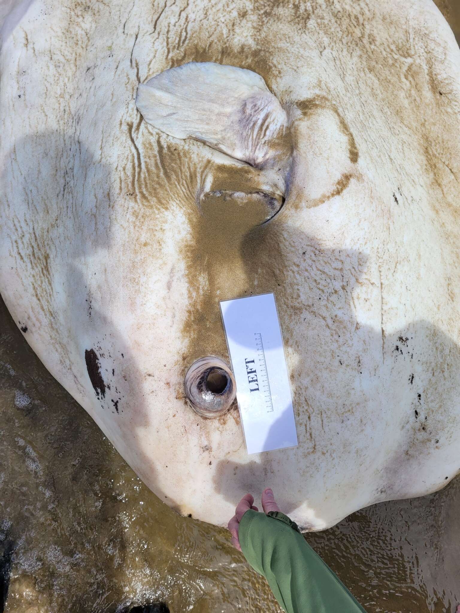 Image of Bumphead sunfish