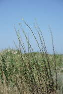 Image of Verbascum undulatum Lam.