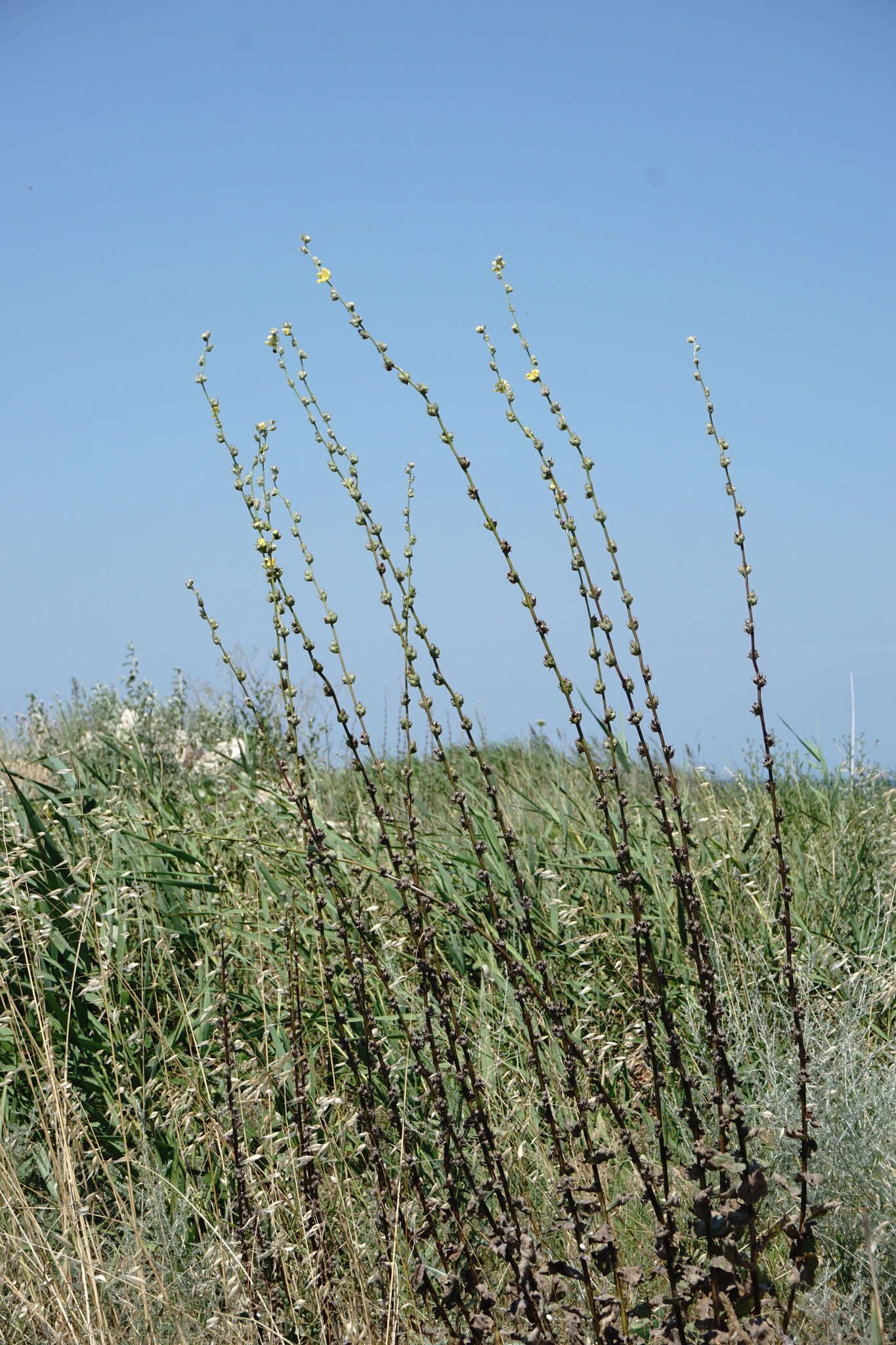 Image of Verbascum undulatum Lam.