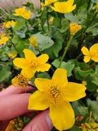 Image of yellow marsh marigold