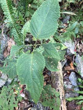 Image of Collinsonia macrobracteata (Masam.) Harley