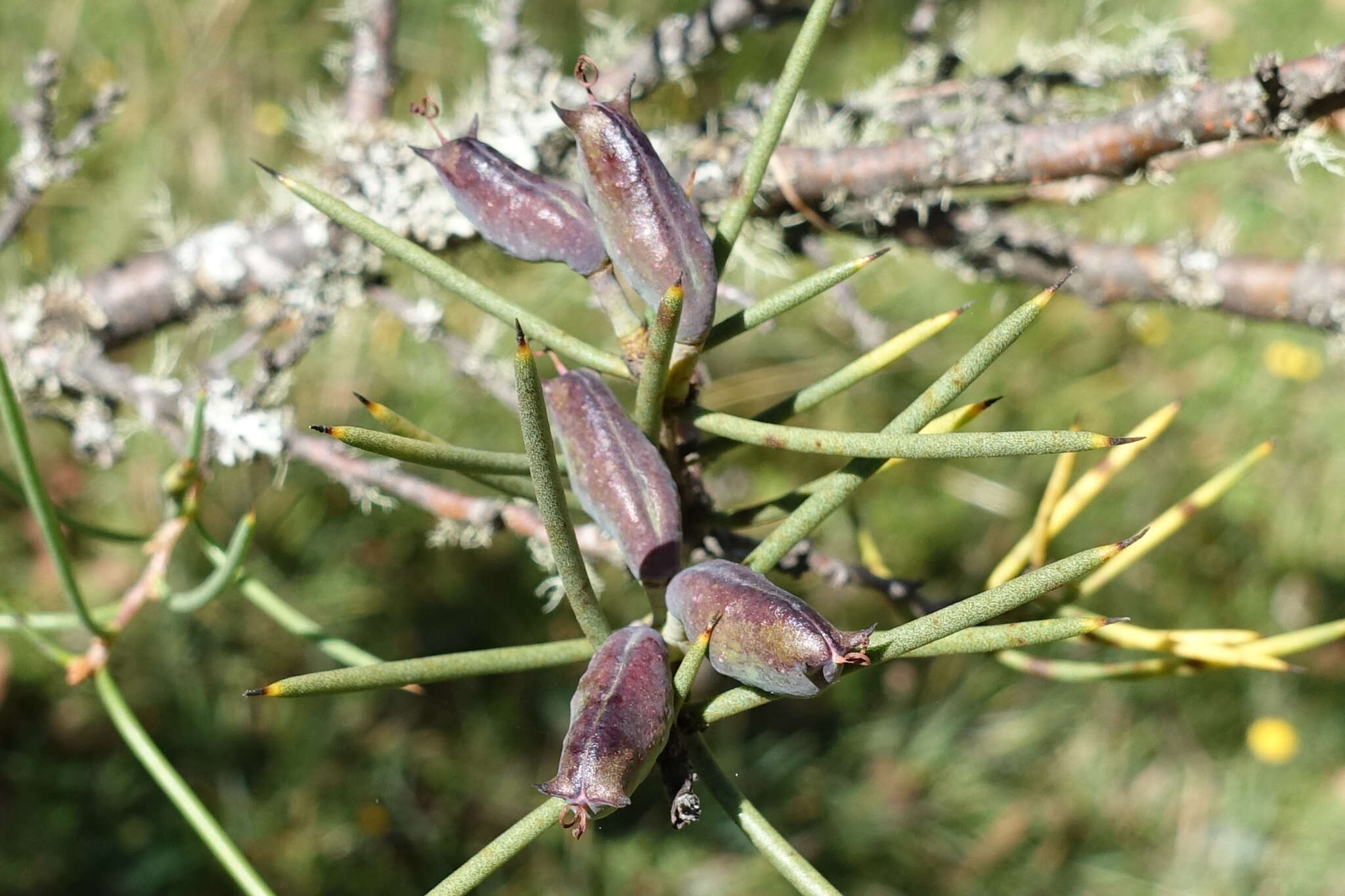 Image of Hakea microcarpa R. Br.