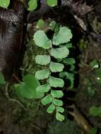 Image of Adiantum diaphanum Bl.