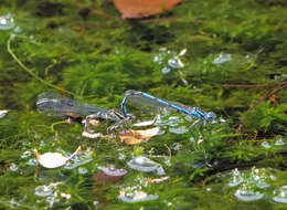 Image of Austrocoenagrion lyelli (Tillyard 1913)