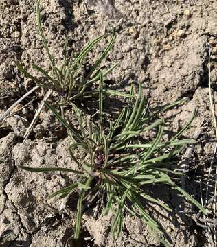 Image of Penland's beardtongue