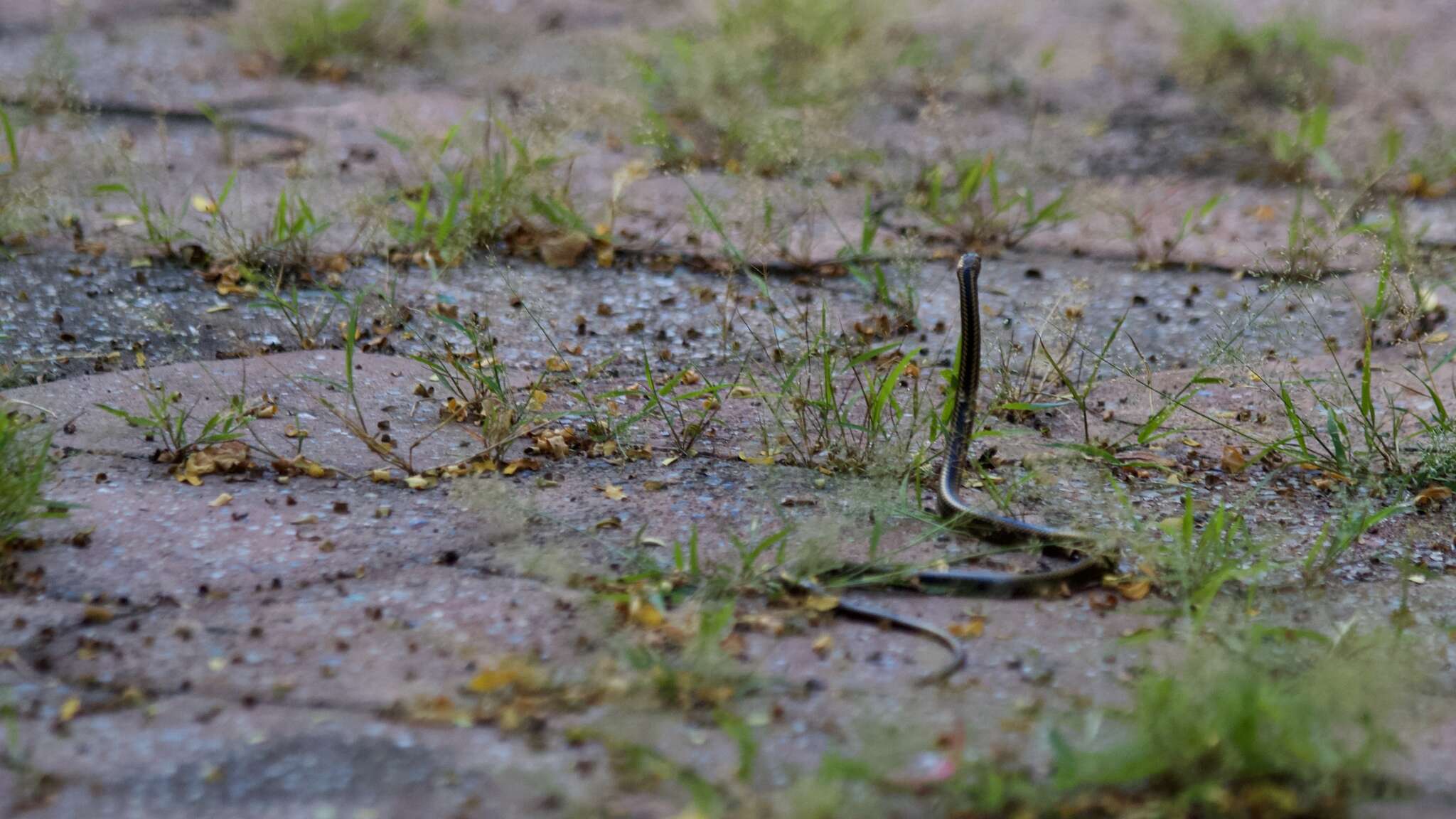 Sivun Pseudalsophis steindachneri (Van Denburgh 1912) kuva