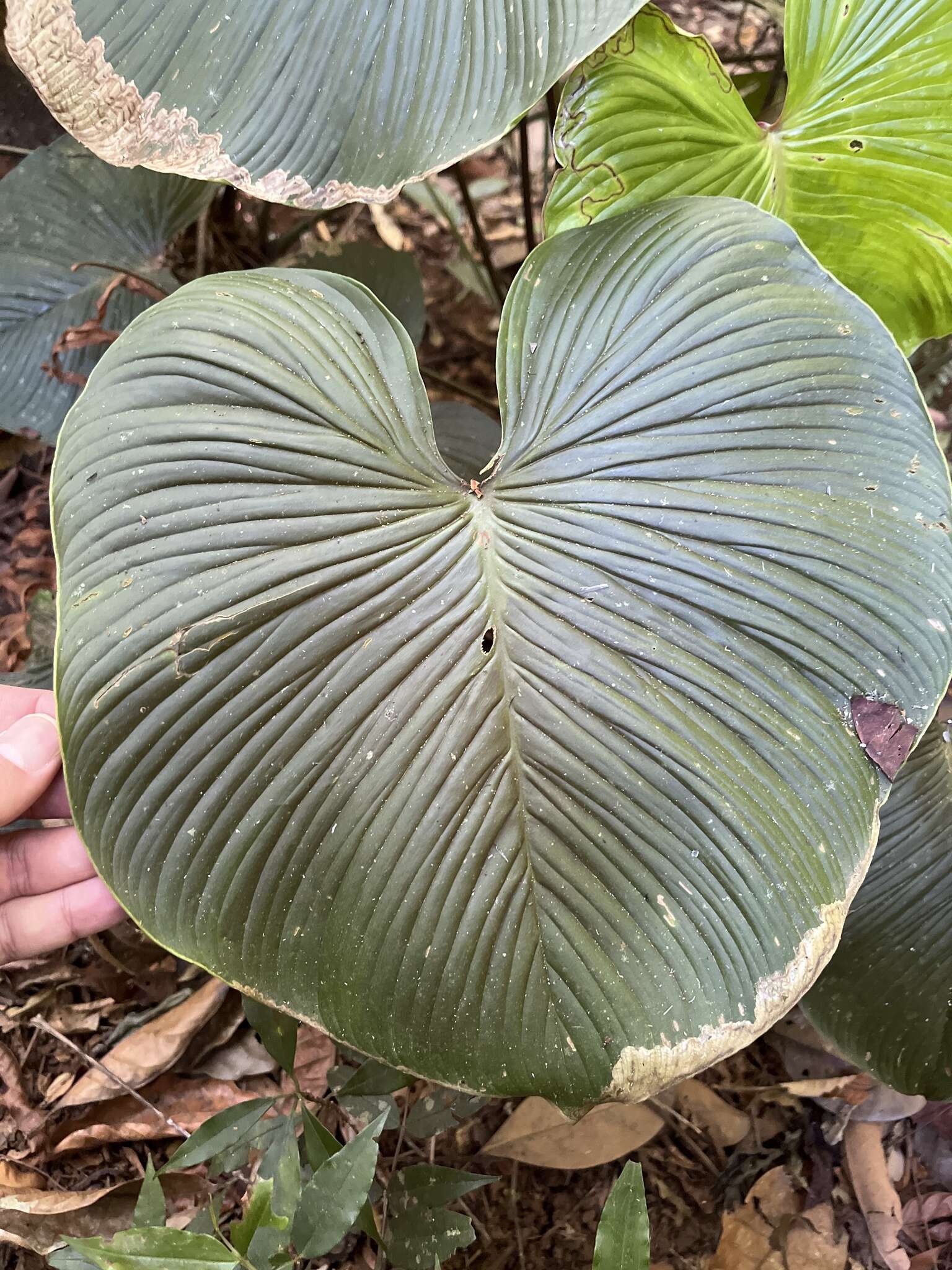 Sivun Philodendron grandipes K. Krause kuva