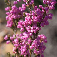 Image of Erica selaginifolia Salisb.