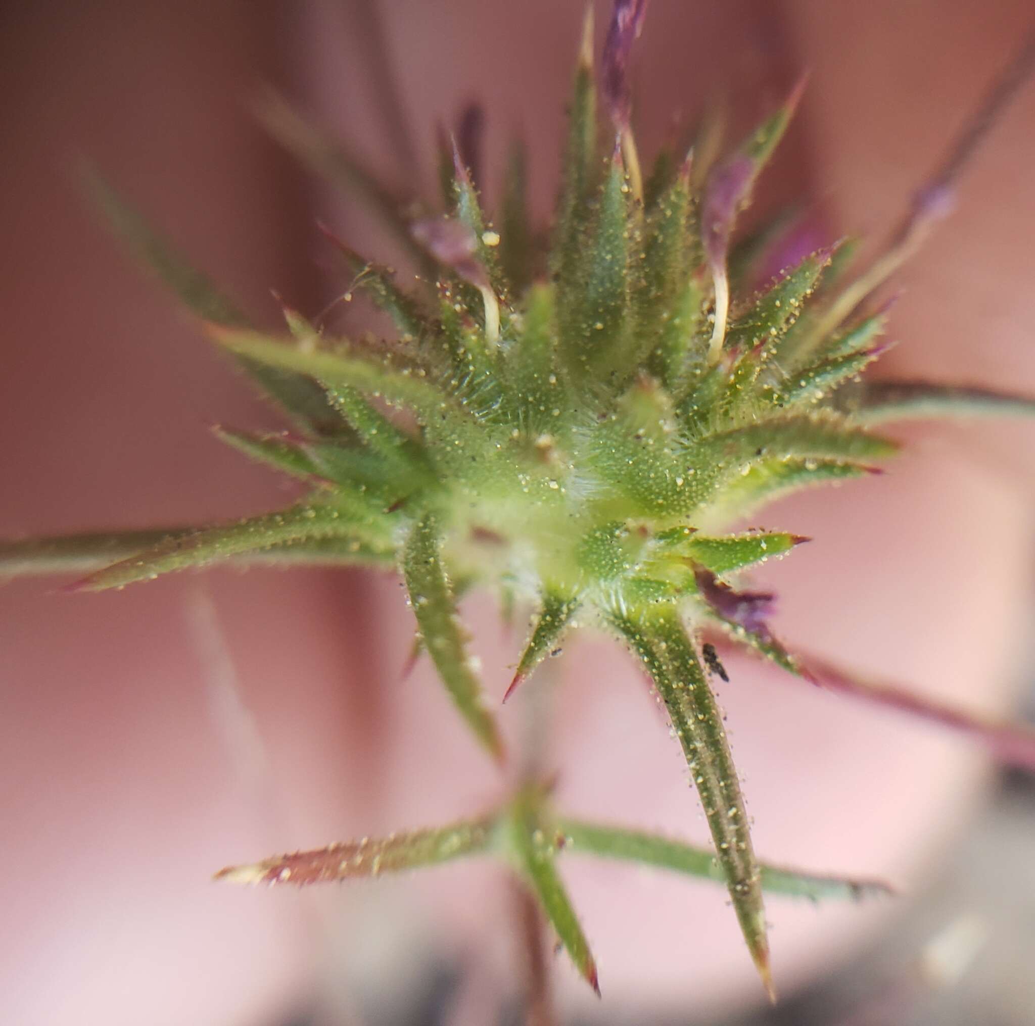 Image of Navarretia miwukensis D. Gowen & L. A. Johnson