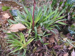 Image of Catopsis paniculata É. Morren