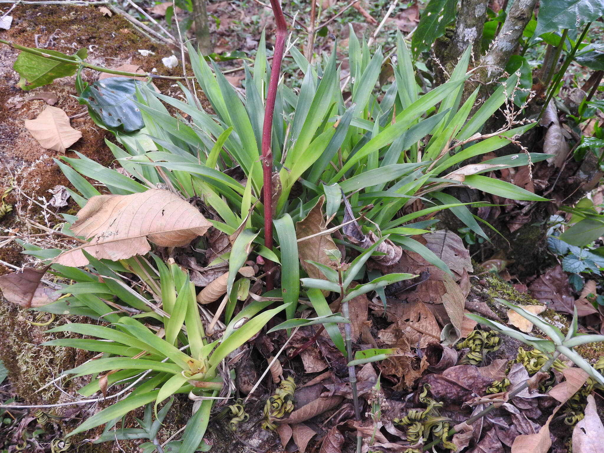 Image of Catopsis paniculata É. Morren