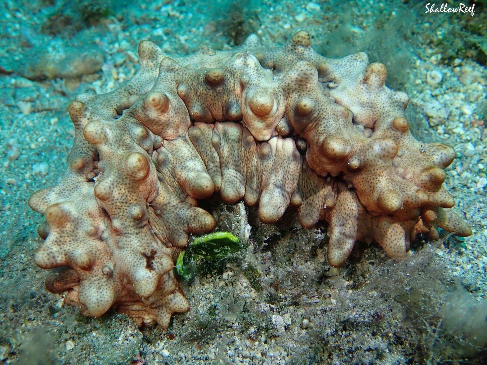 Image de Stichopus pseudohorrens Cherbonnier 1967