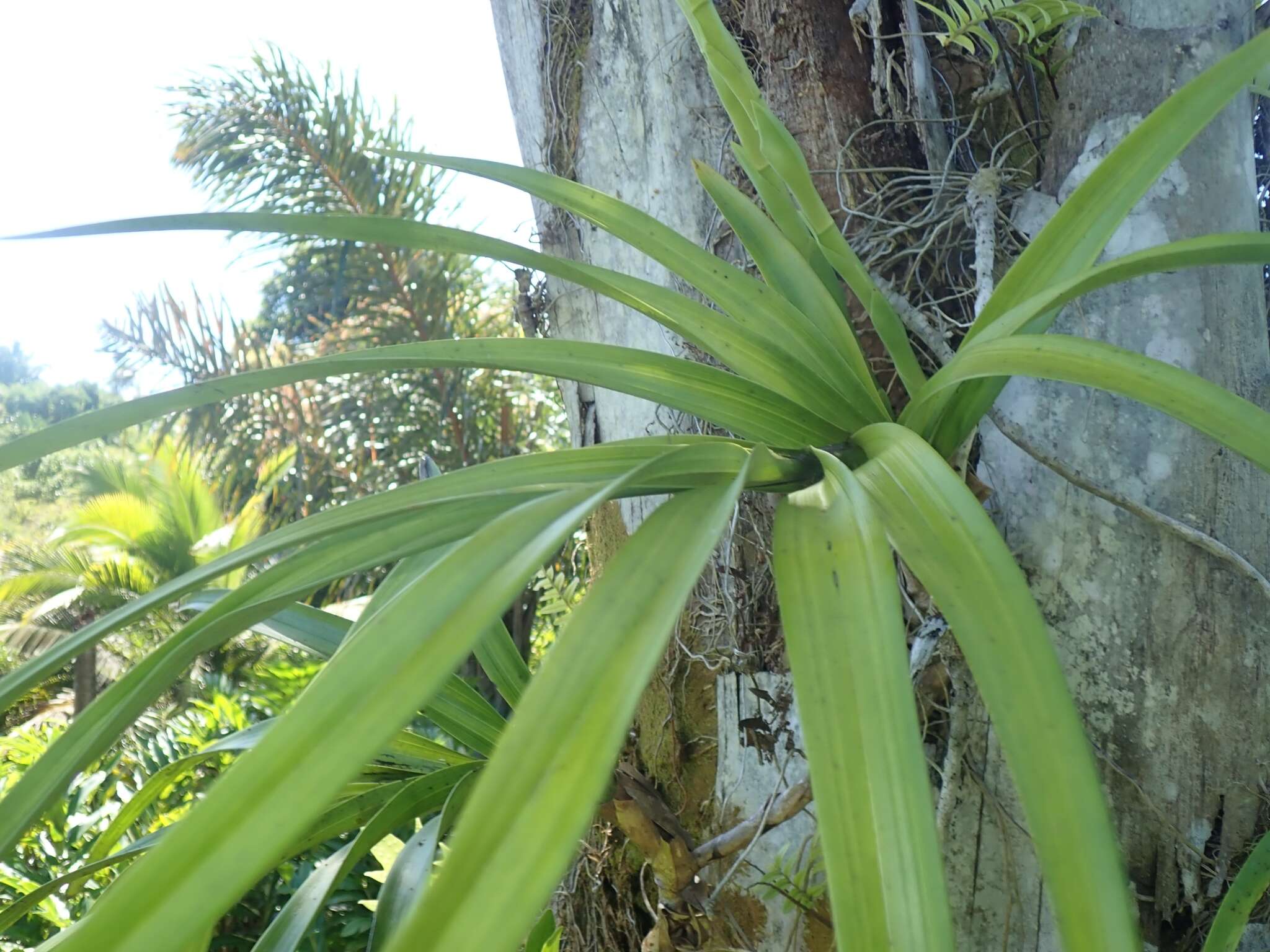 Image of Cymbidiella falcigera (Rchb. fil.) Garay