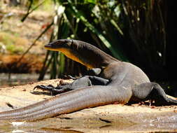 Image of Mertens's Water Monitor