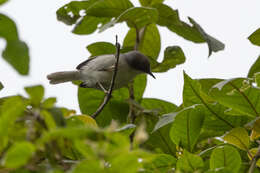 Image of Grey Apalis