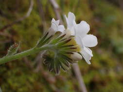 Image of Myosotis lytteltonensis (Laing & A. Wall) de Lange