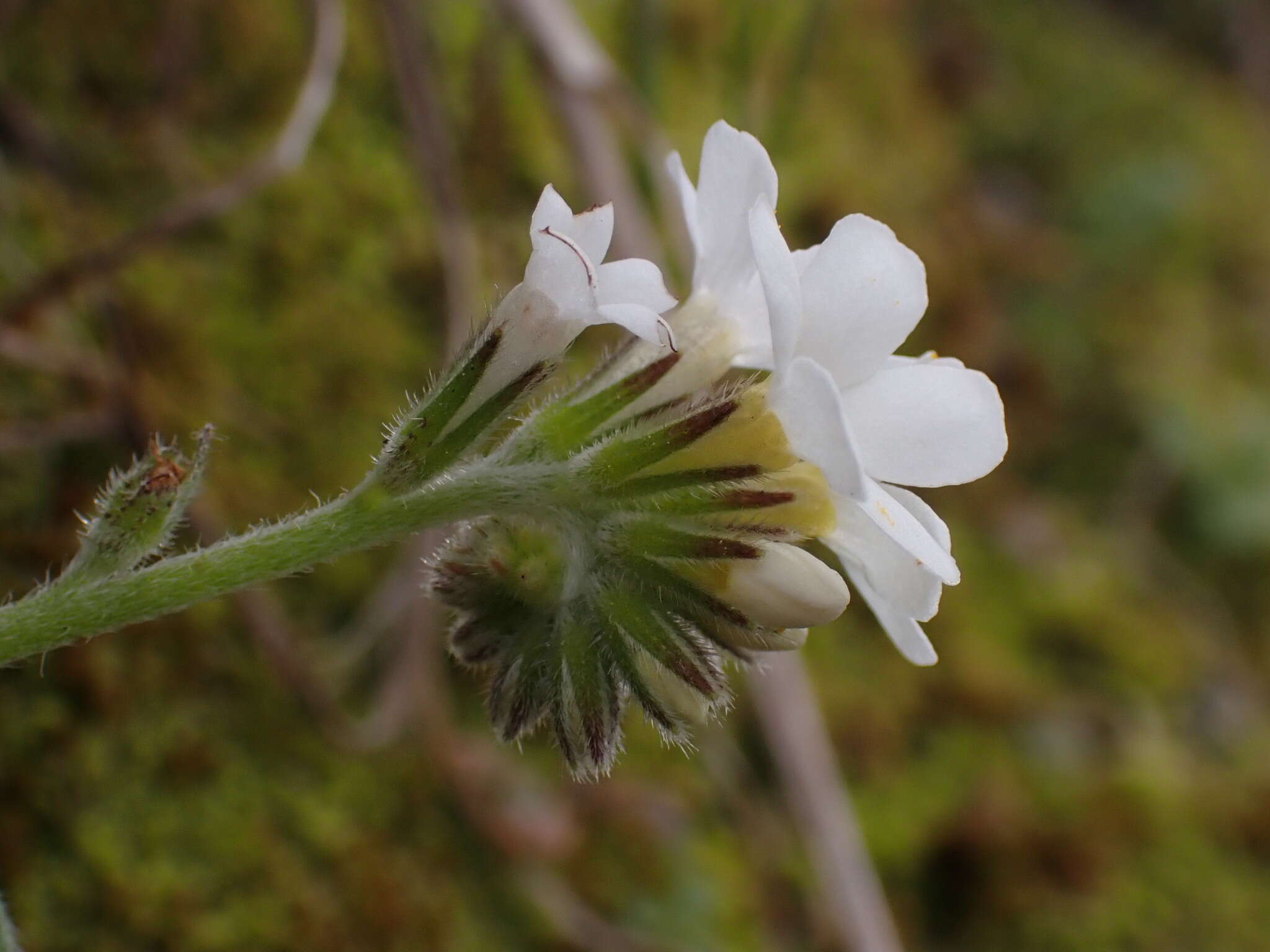 Imagem de Myosotis lytteltonensis (Laing & A. Wall) de Lange