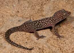 Image of Pachydactylus maraisi Heinicke, Adderly, Bauer & Jackman 2011