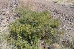 Image of Ribes heterotrichum C. A. Mey.