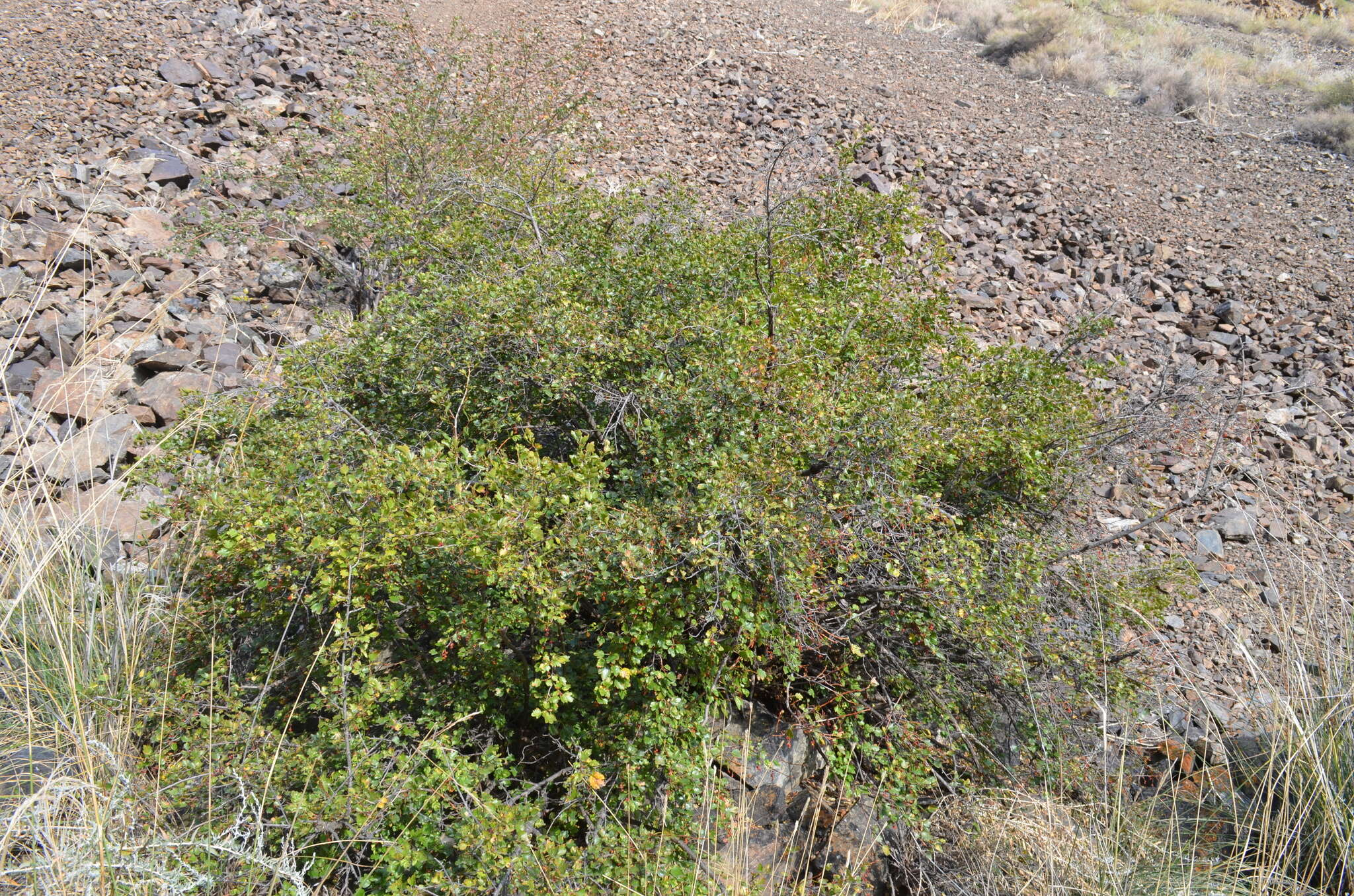 Plancia ëd Ribes heterotrichum C. A. Mey.