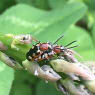 Image of Common asparagus beetle