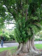 Phoenix canariensis H. Wildpret resmi