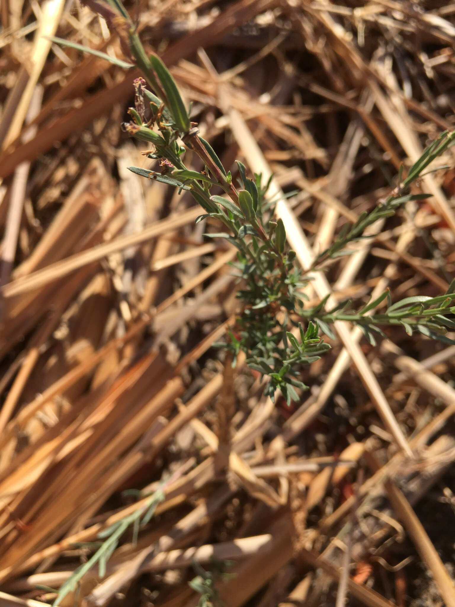 Plancia ëd Lythrum californicum Torr. & Gray