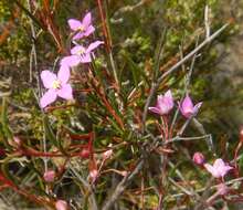 Image of Boronia filifolia F. Müll.