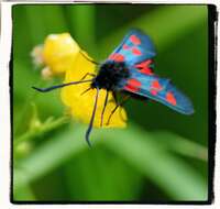 Image of Zygaena lonicerae Scheven 1777