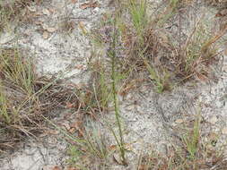 Image of Liatris carizzana (Gaiser) G. L. Nesom