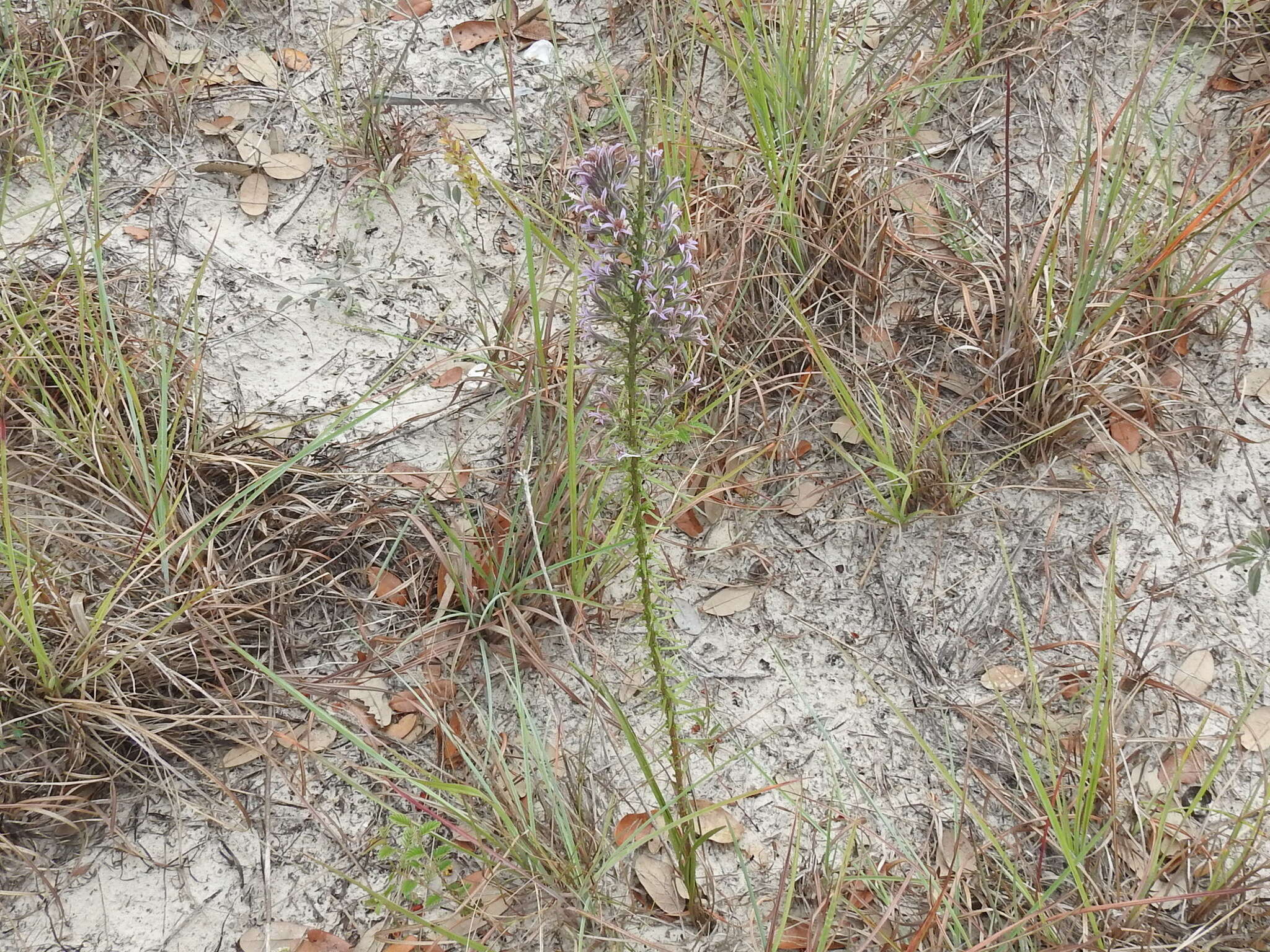 Image de Liatris carizzana (Gaiser) G. L. Nesom