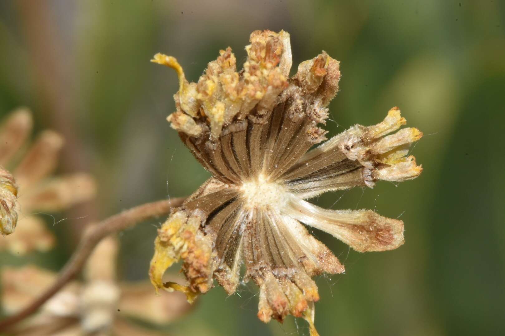 Image of Platyschkuhria integrifolia (A. Gray) Rydb.