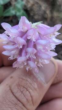 Sivun Trifolium kingii S. Watson kuva