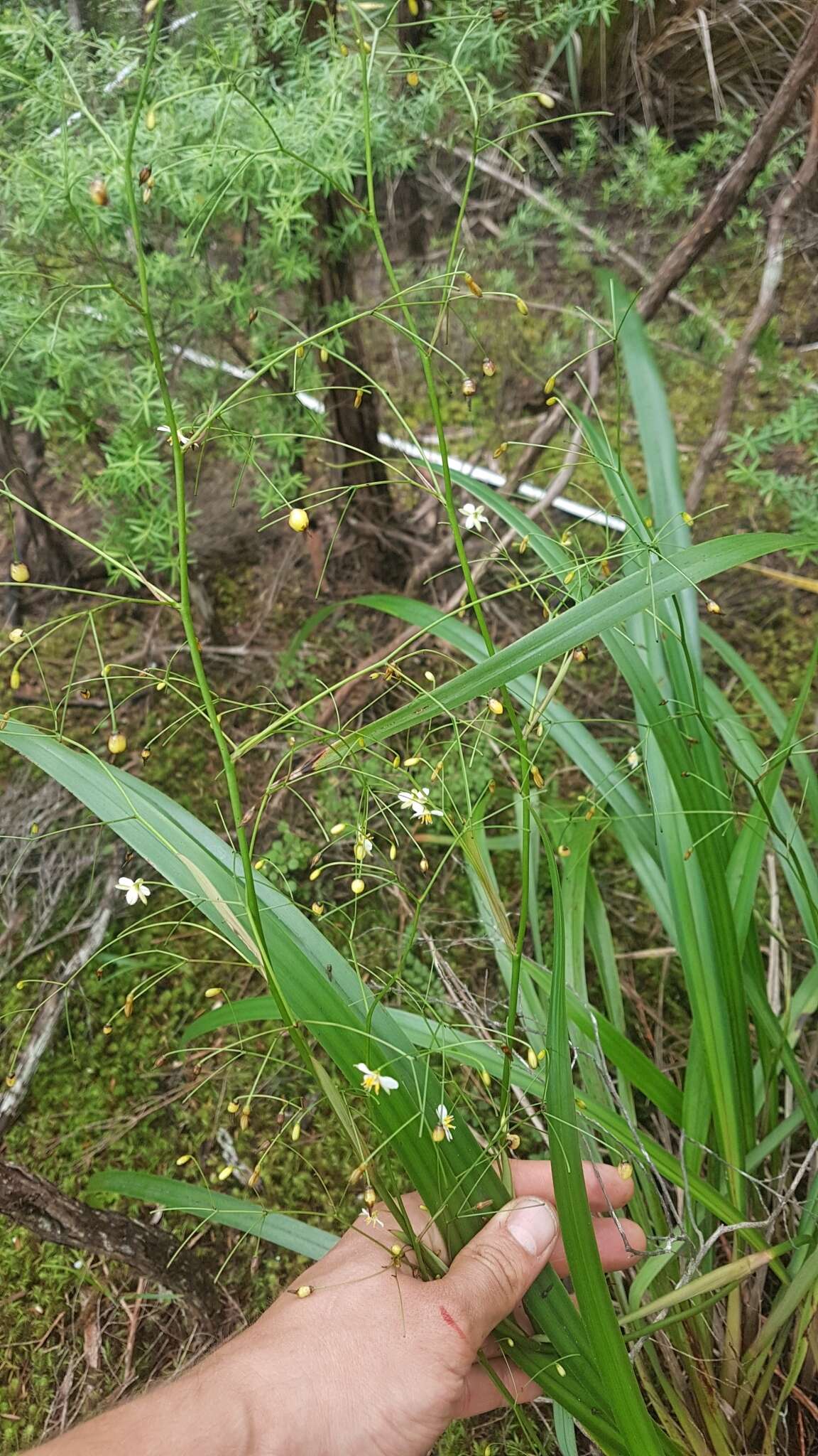 Image of Dianella latissima Heenan & de Lange