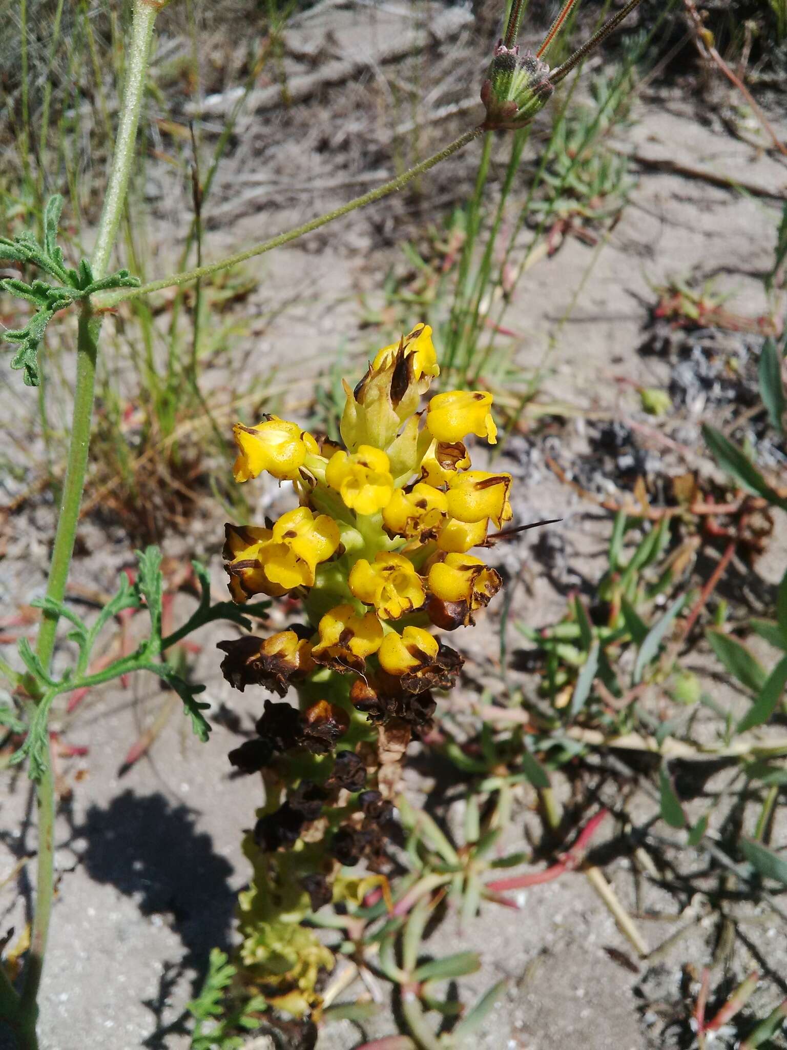 Image of Corycium crispum (Thunb.) Sw.