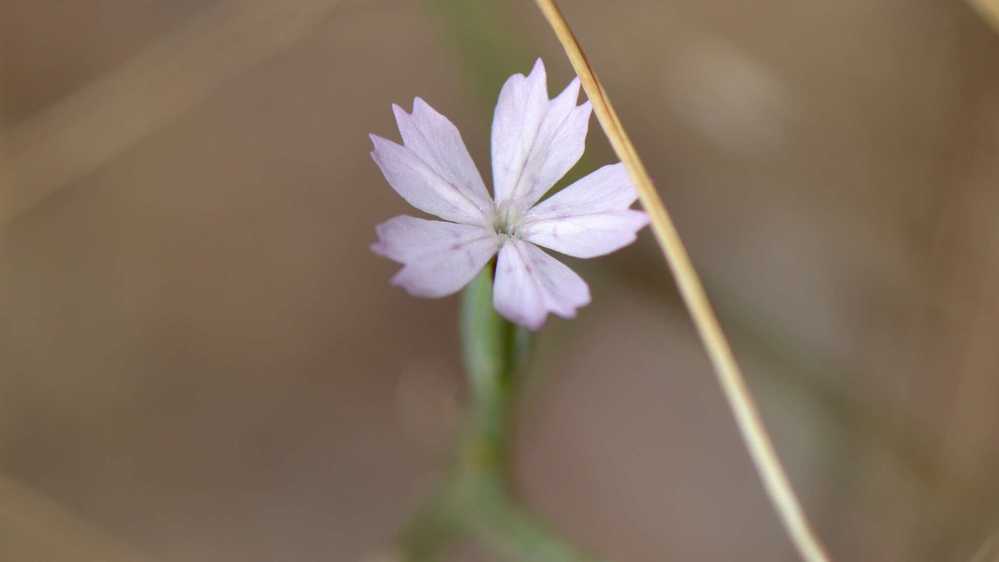 Image of Velezia quadridentata Sm.