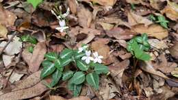 Image de Pseuderanthemum variabile (R. Br.) Radlk.