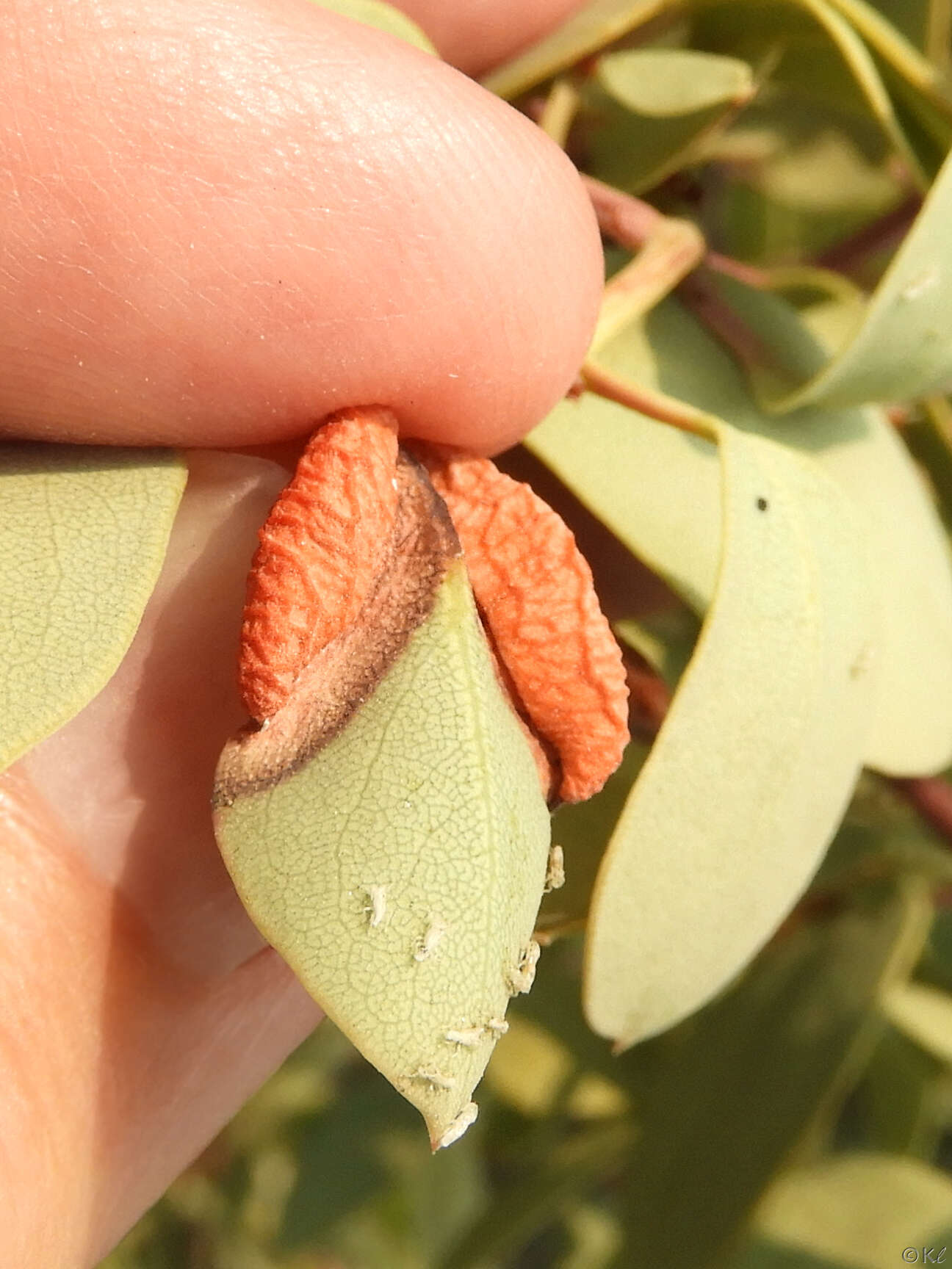 Arctostaphylos viscida subsp. pulchella (T. J. Howell) P. V. Wells resmi