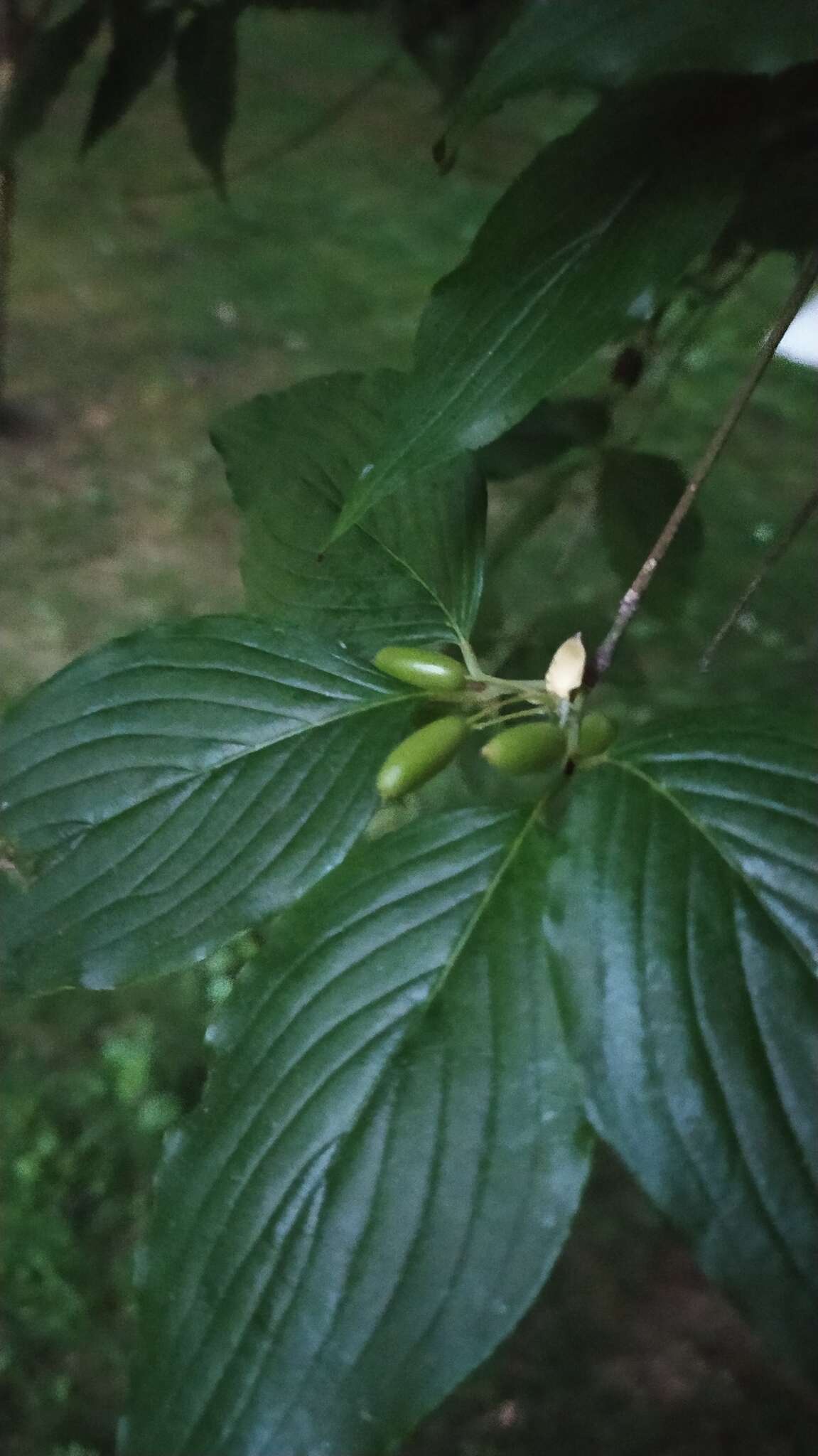 Plancia ëd Cornus officinalis Siebold & Zucc.