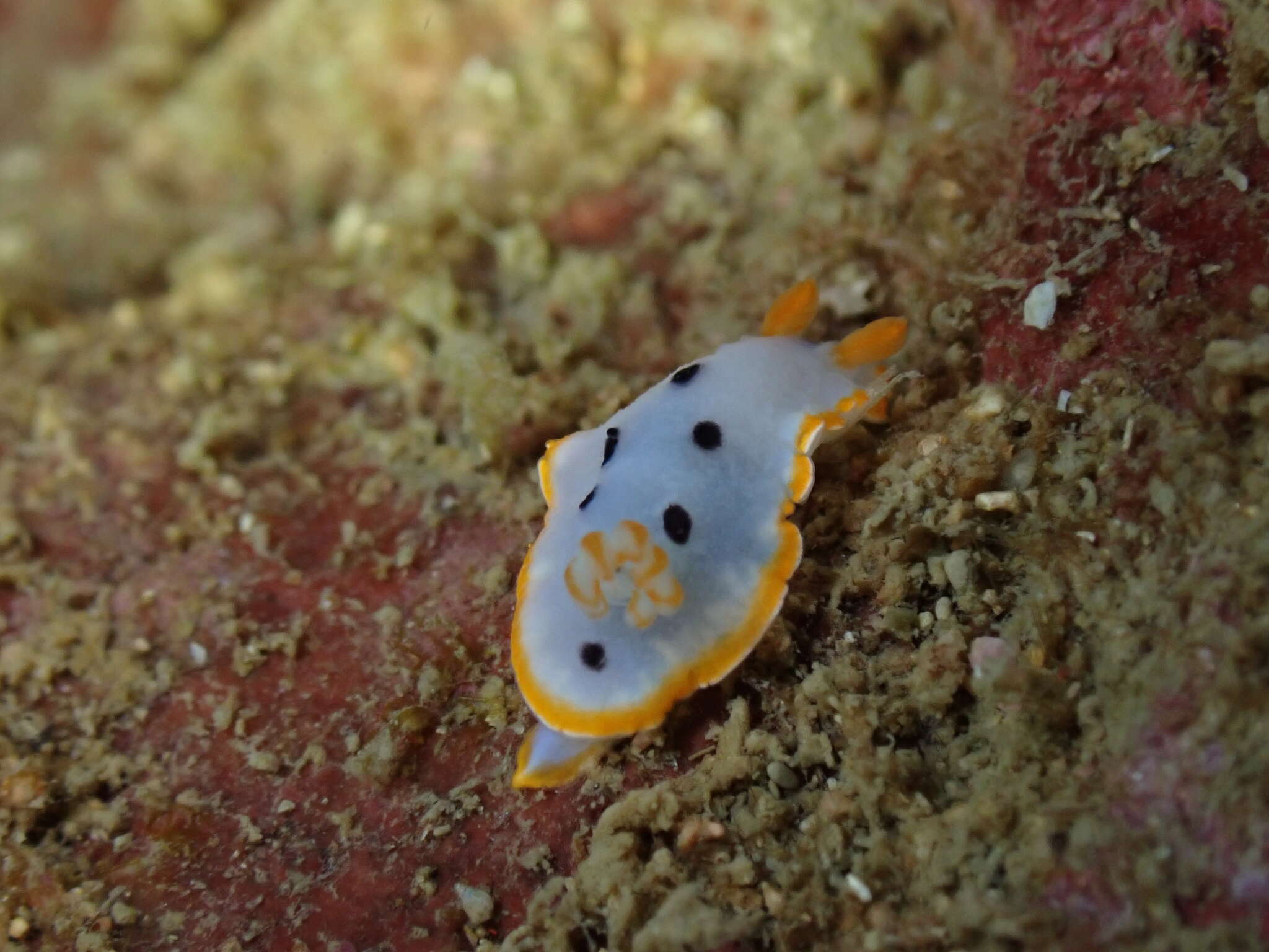 Image de Chromodoris orientalis Rudman 1983