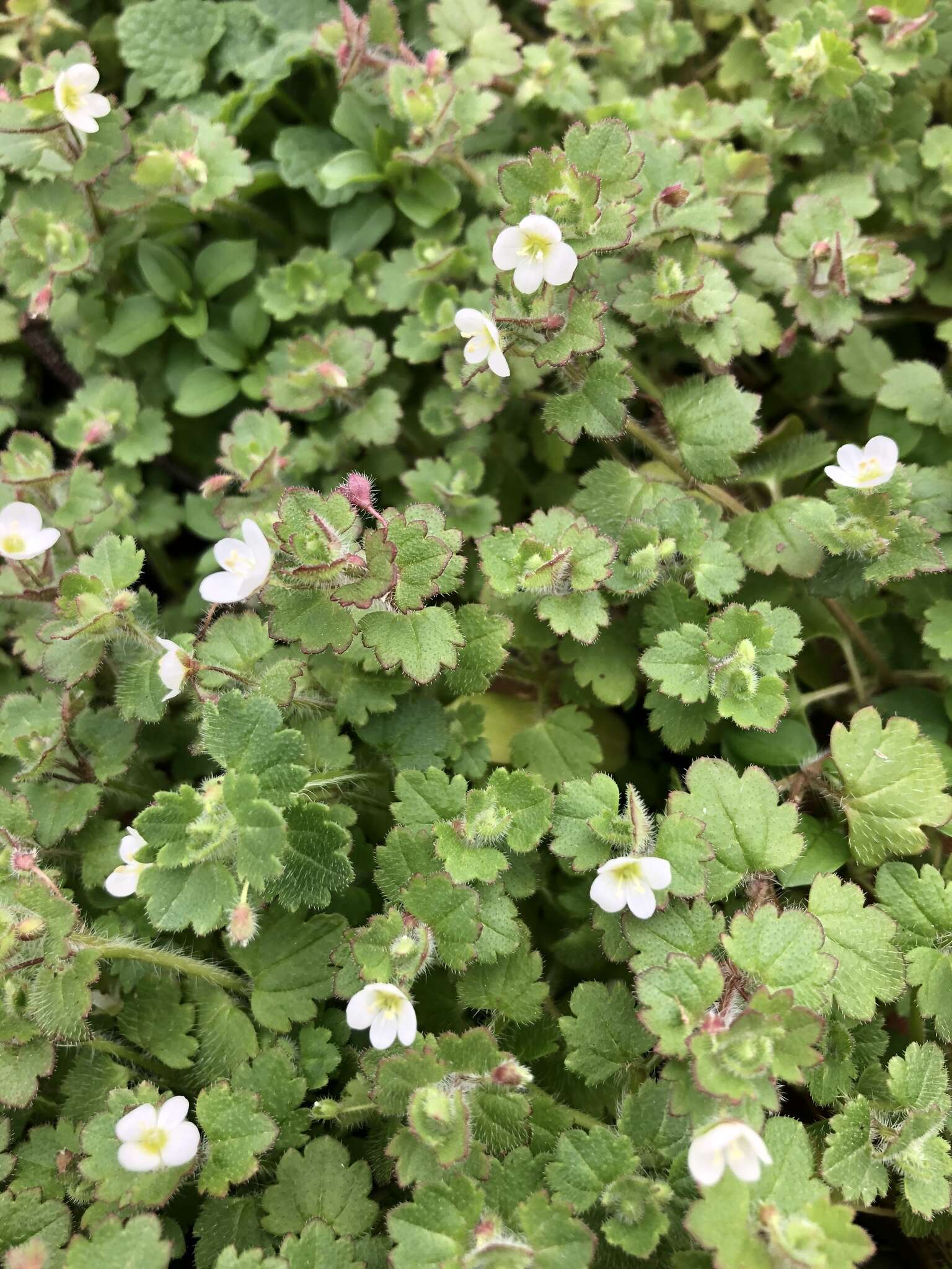 Image of glandular speedwell