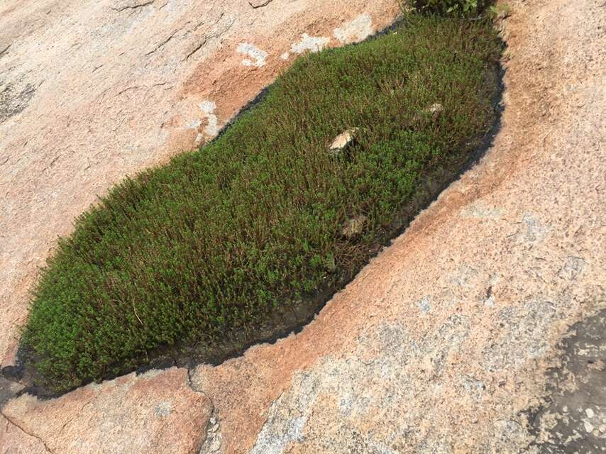 صورة Rotala fimbriata Wight