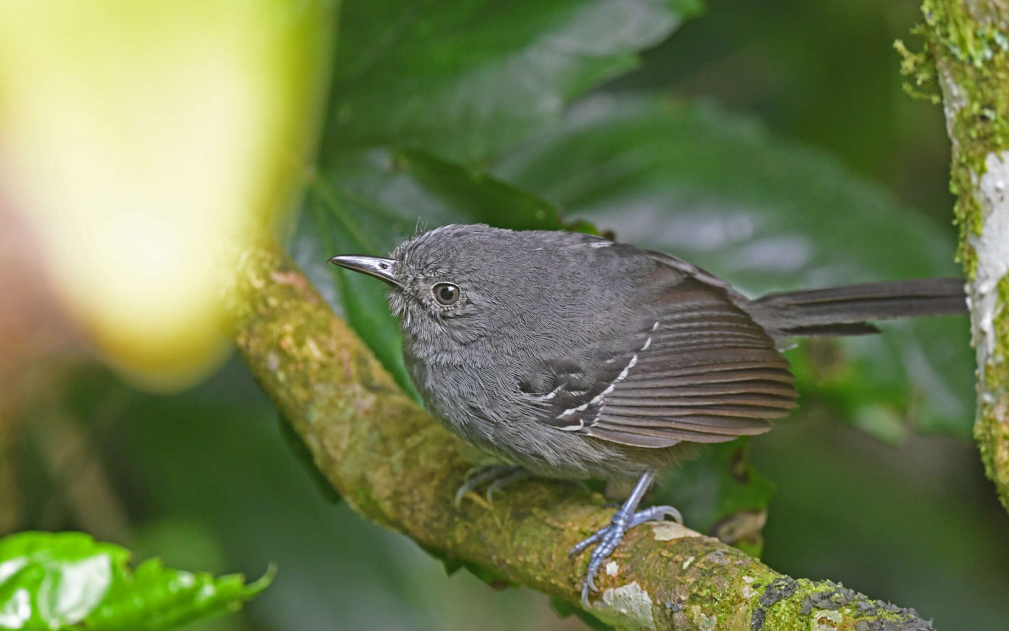 Image of Parker's Antbird